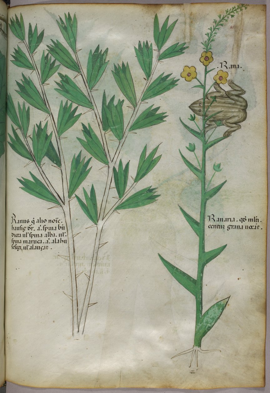 Botanische illustratie, ca. 1440 (inkt en kleur op perkament) door Italian School