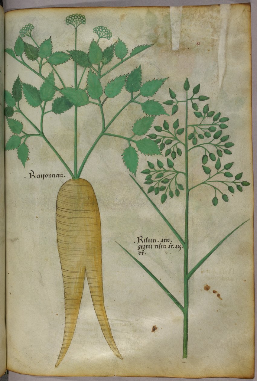 Botanische illustratie, ca. 1440 (inkt en kleur op perkament) door Italian School