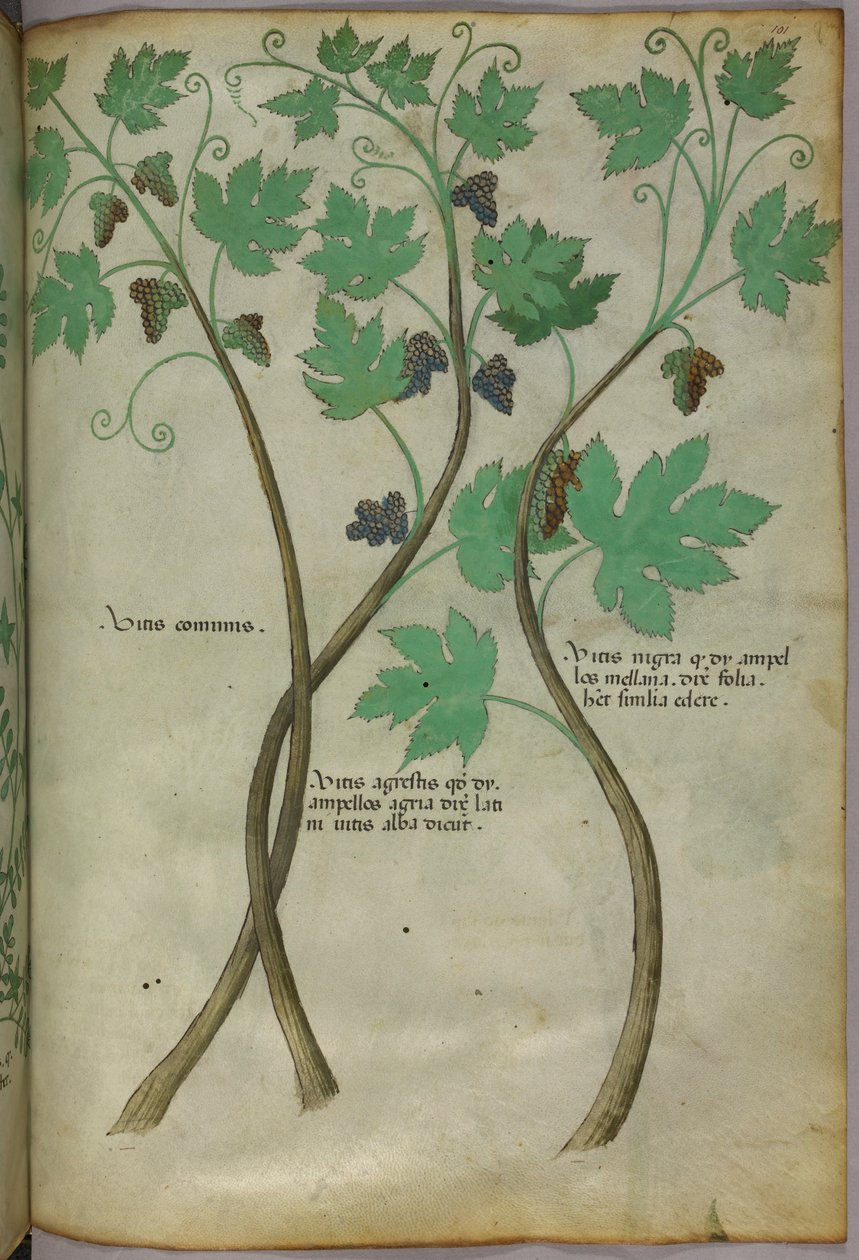 Botanische illustratie, ca. 1440 (inkt en kleur op perkament) door Italian School
