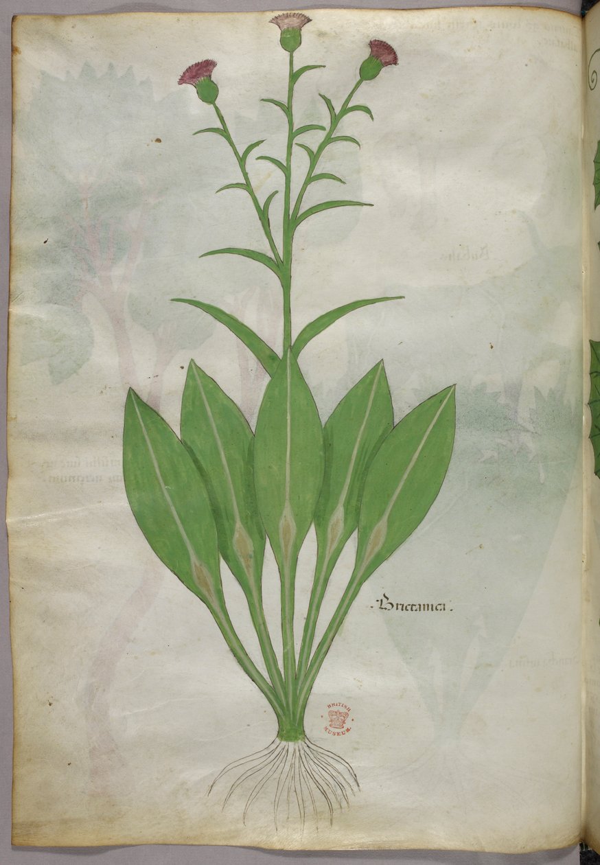Botanische illustratie, ca. 1440 (inkt en kleur op perkament) door Italian School