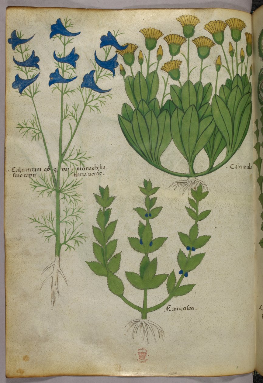 Botanische illustratie, ca. 1440 (inkt en kleur op perkament) door Italian School