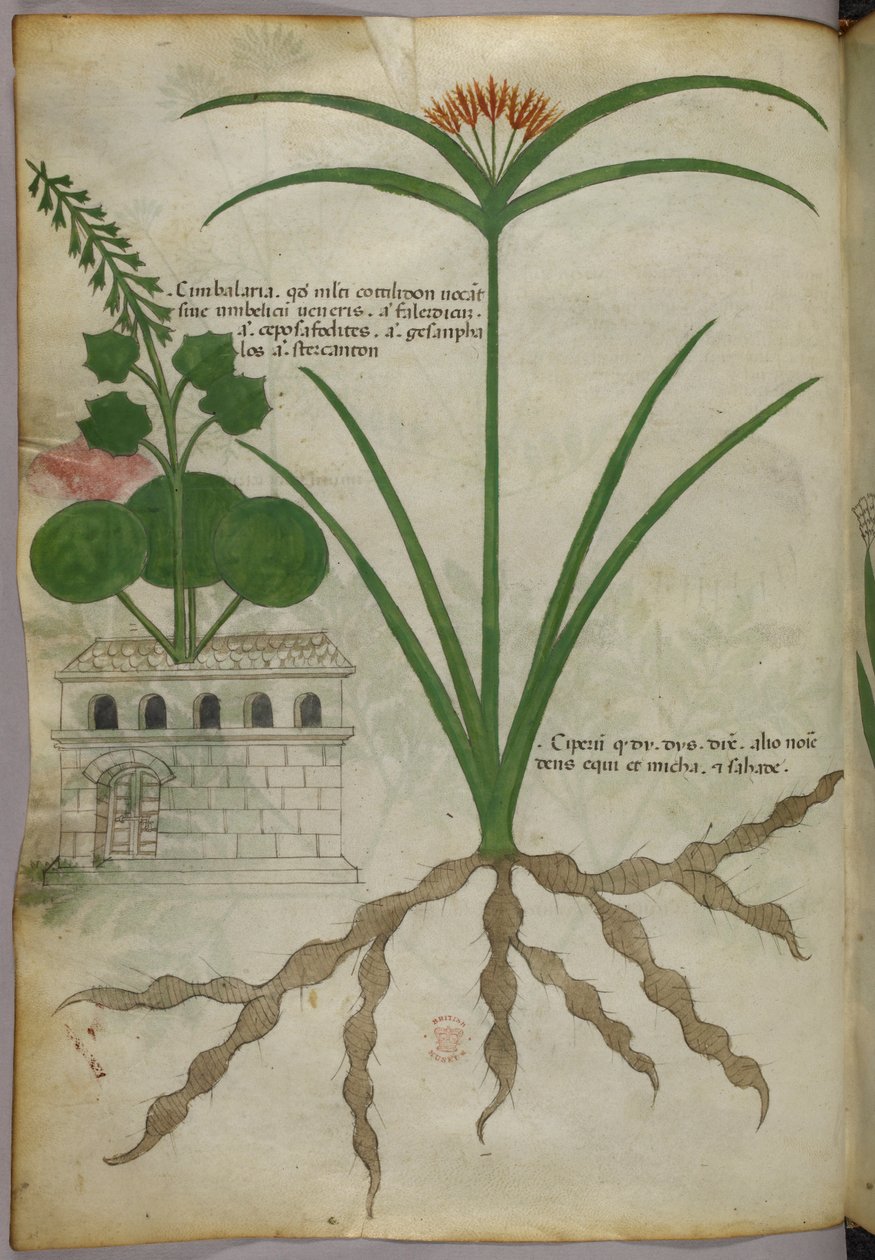 Botanische illustratie, ca. 1440 (inkt en kleur op perkament) door Italian School