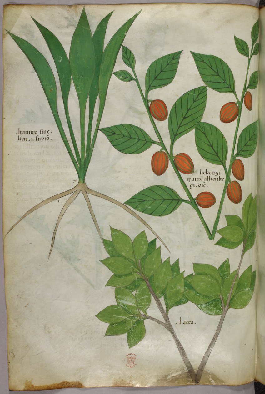 Botanische illustratie, ca. 1440 (inkt en kleur op perkament) door Italian School
