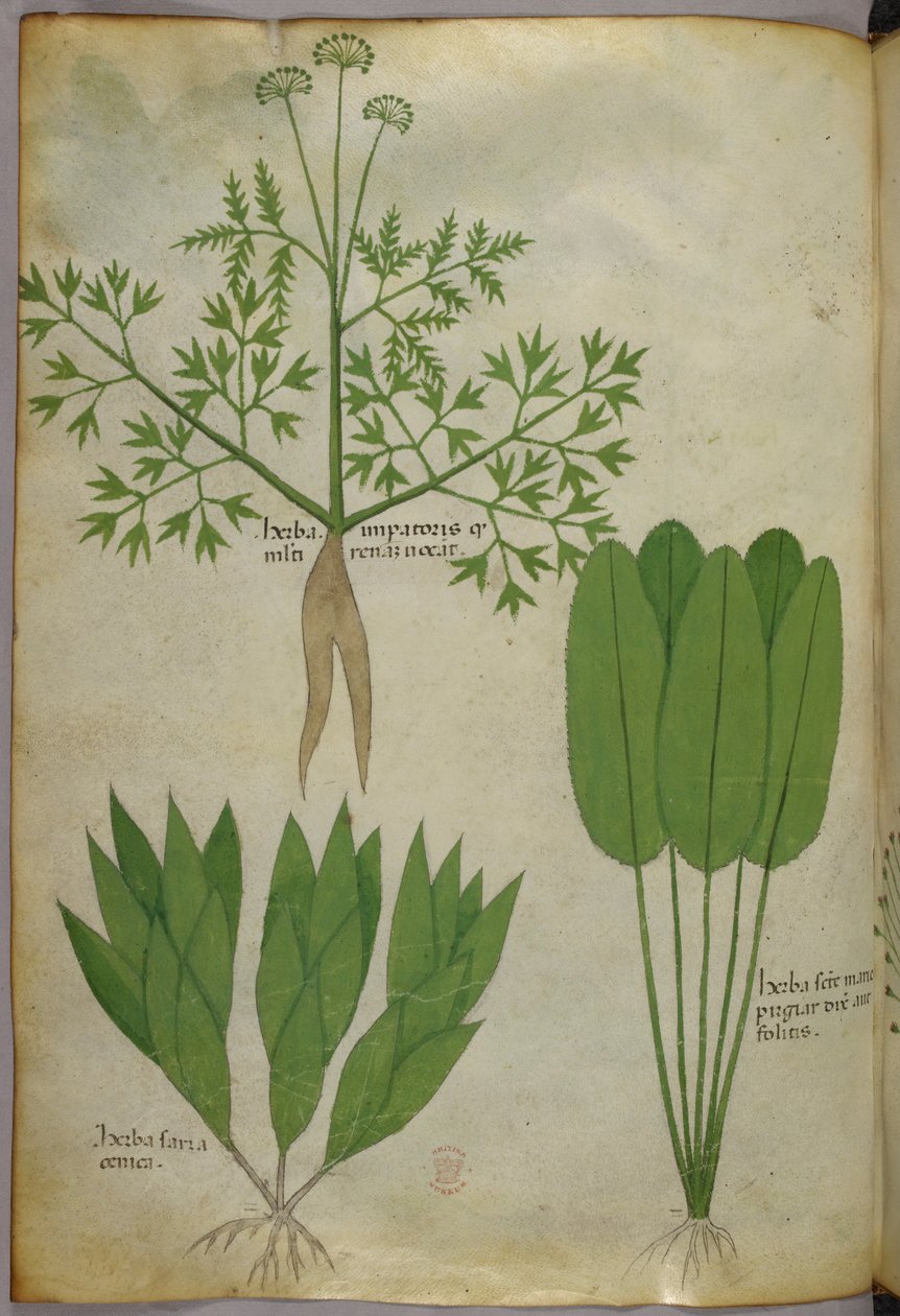 Botanische illustratie, ca. 1440 (inkt en kleur op perkament) door Italian School