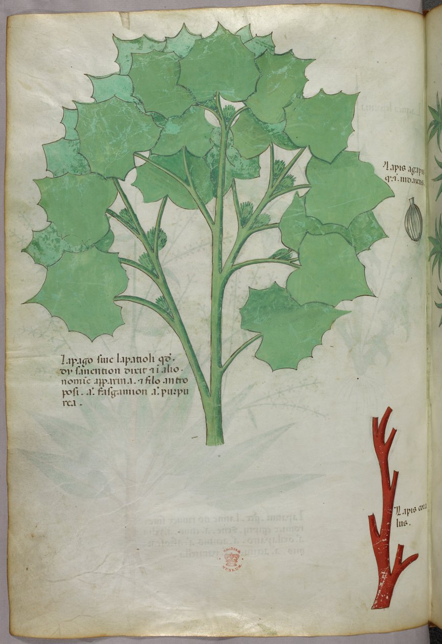 Botanische illustratie, ca. 1440 (inkt en kleur op perkament) door Italian School