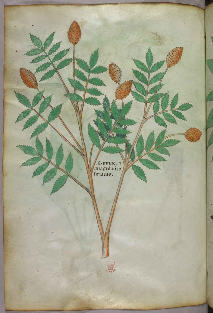 Botanische illustratie, ca. 1440 (inkt en kleur op perkament) door Italian School