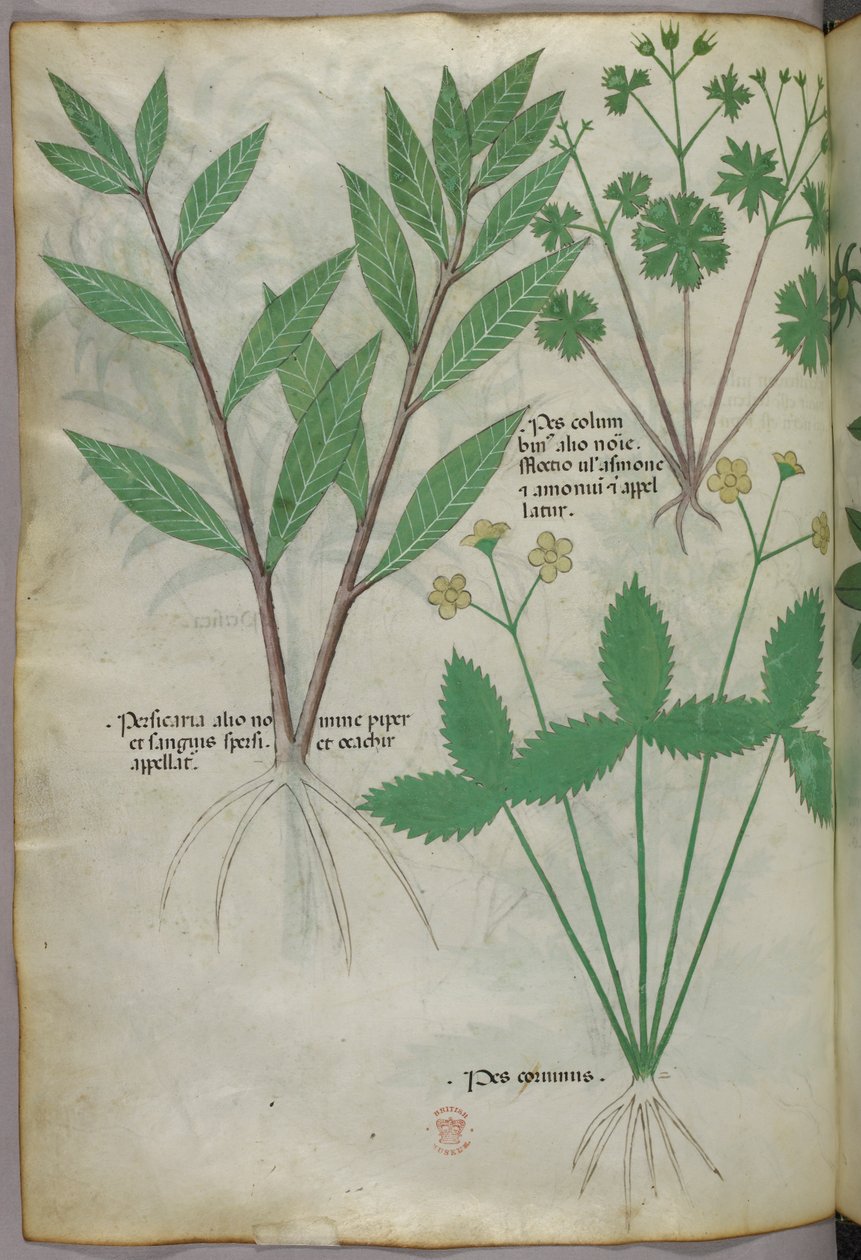 Botanische illustratie, ca. 1440 (inkt en kleur op perkament) door Italian School