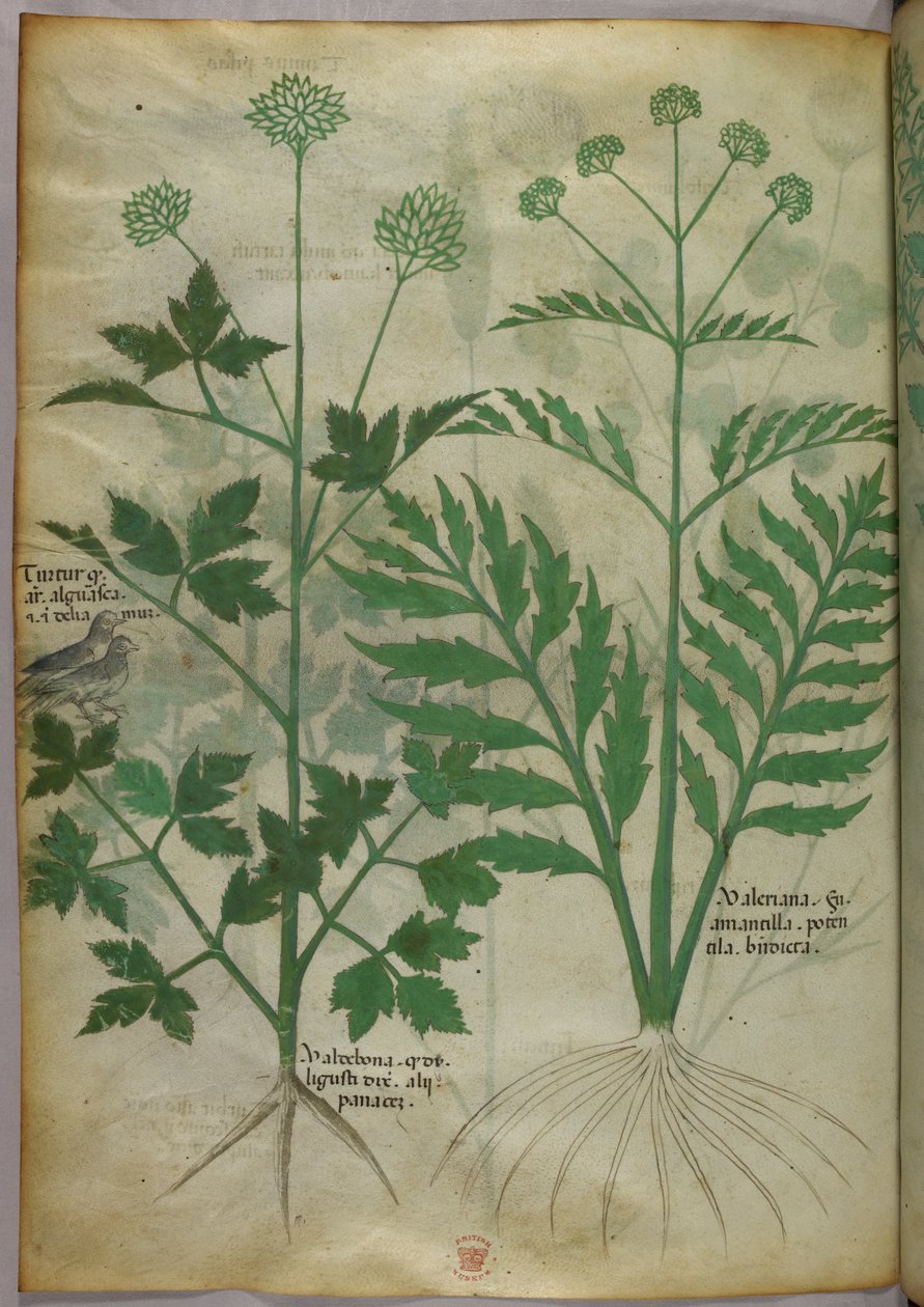 Botanische illustratie, ca. 1440 (inkt en kleur op perkament) door Italian School
