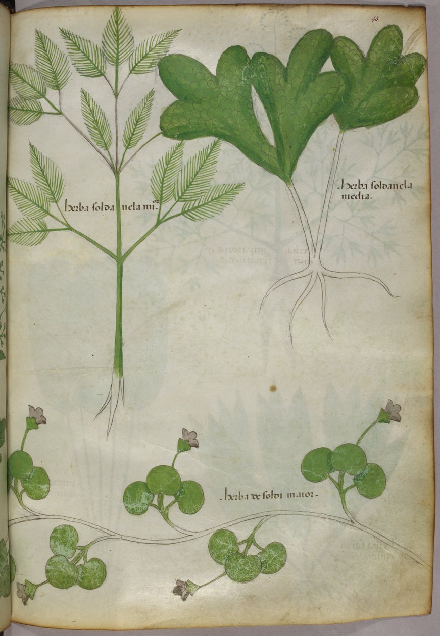 Botanische illustratie, ca. 1440 (inkt en kleur op perkament) door Italian School