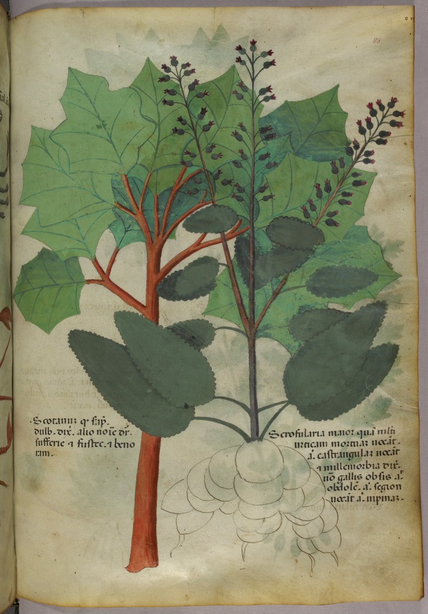 Botanische illustratie, ca. 1440 (inkt en kleur op perkament) door Italian School