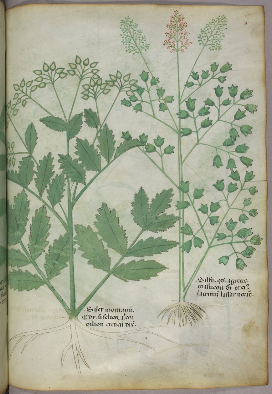 Botanische illustratie, ca. 1440 (inkt en kleur op perkament) door Italian School