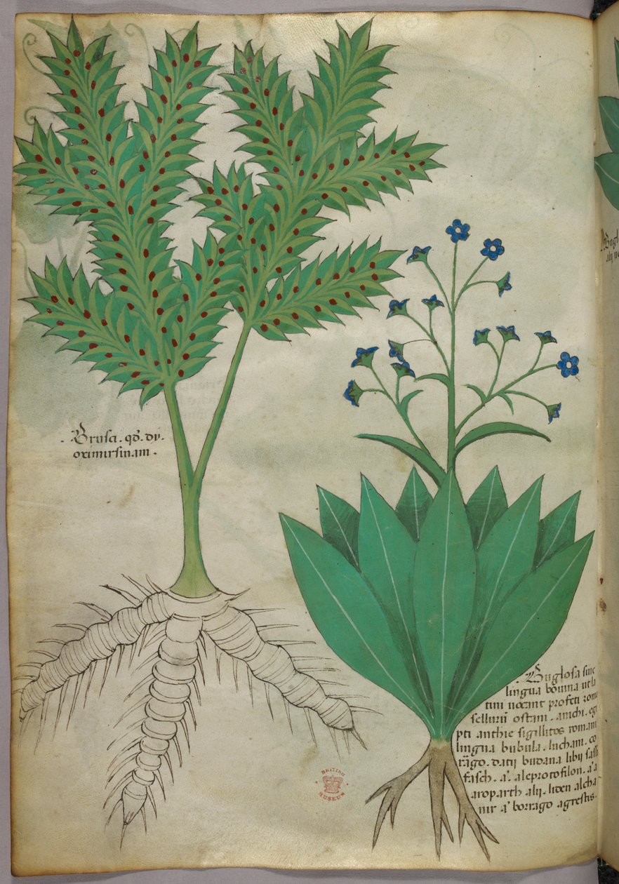 Botanische illustratie, ca. 1440 (inkt en kleur op perkament) door Italian School