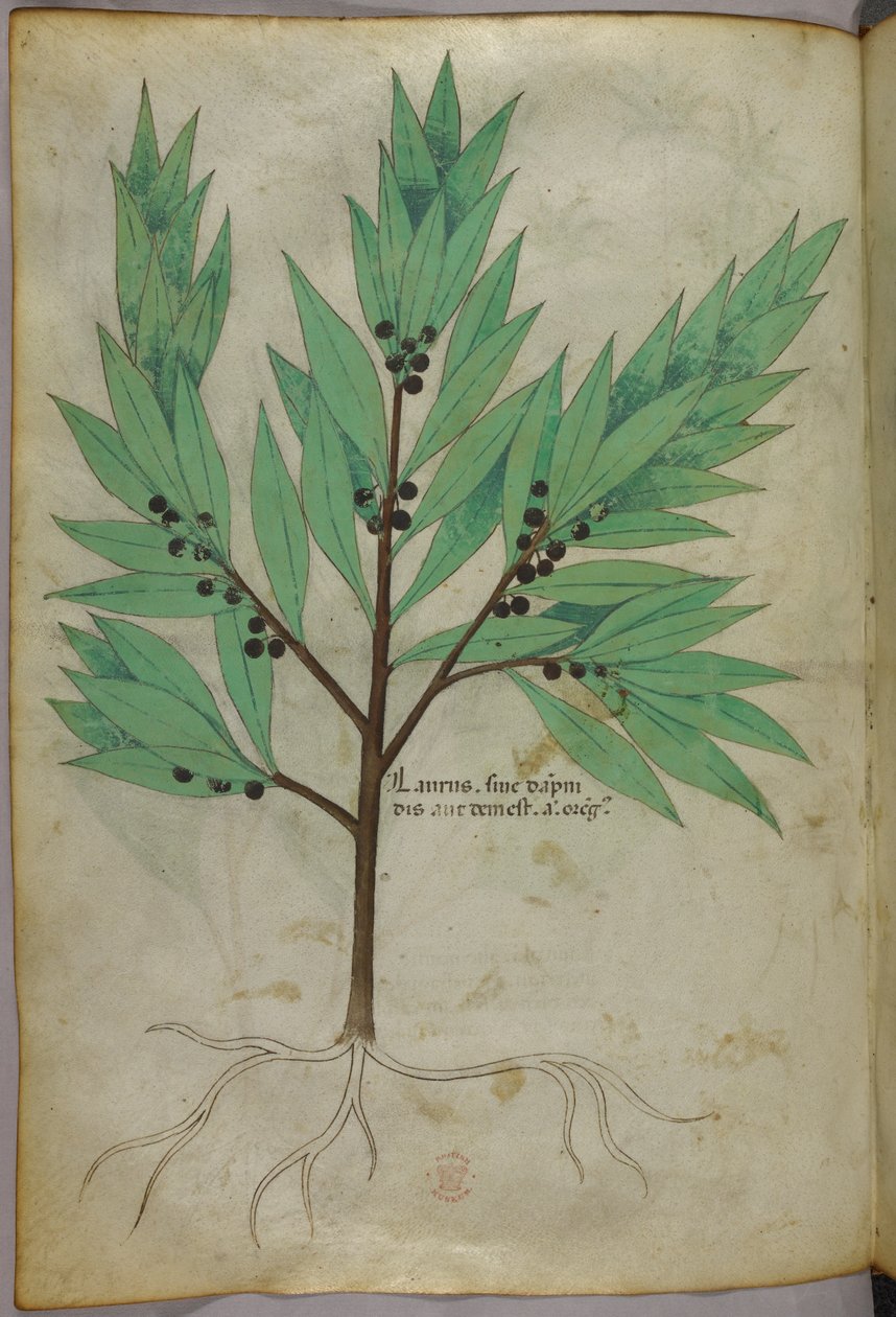 Botanische illustratie, ca. 1440 (inkt en kleur op perkament) door Italian School