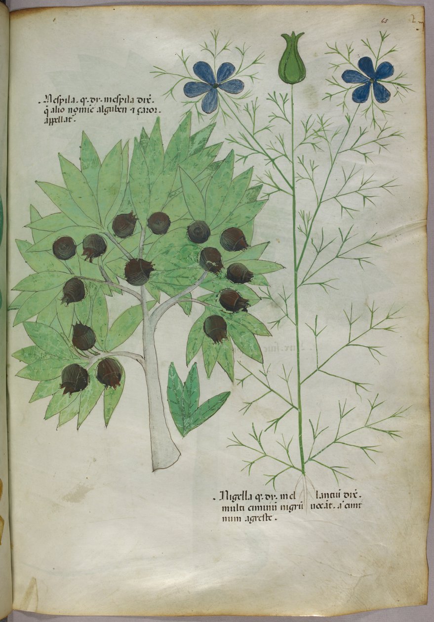 Botanische illustratie, ca. 1440 (inkt en kleur op perkament) door Italian School
