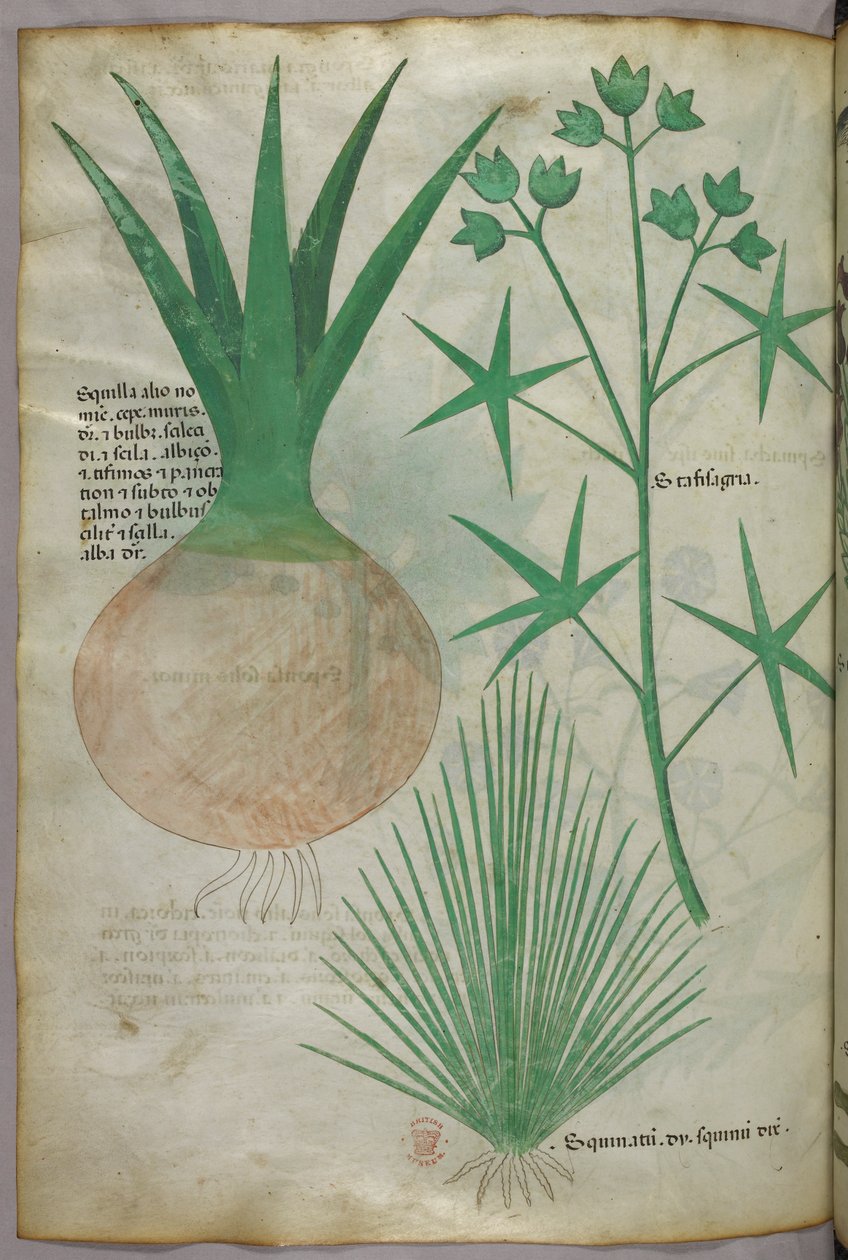 Botanische illustratie, ca. 1440 (inkt en kleur op perkament) door Italian School