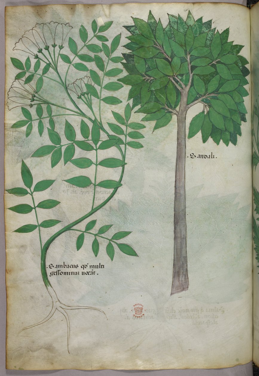 Botanische illustratie, ca. 1440 (inkt en kleur op perkament) door Italian School
