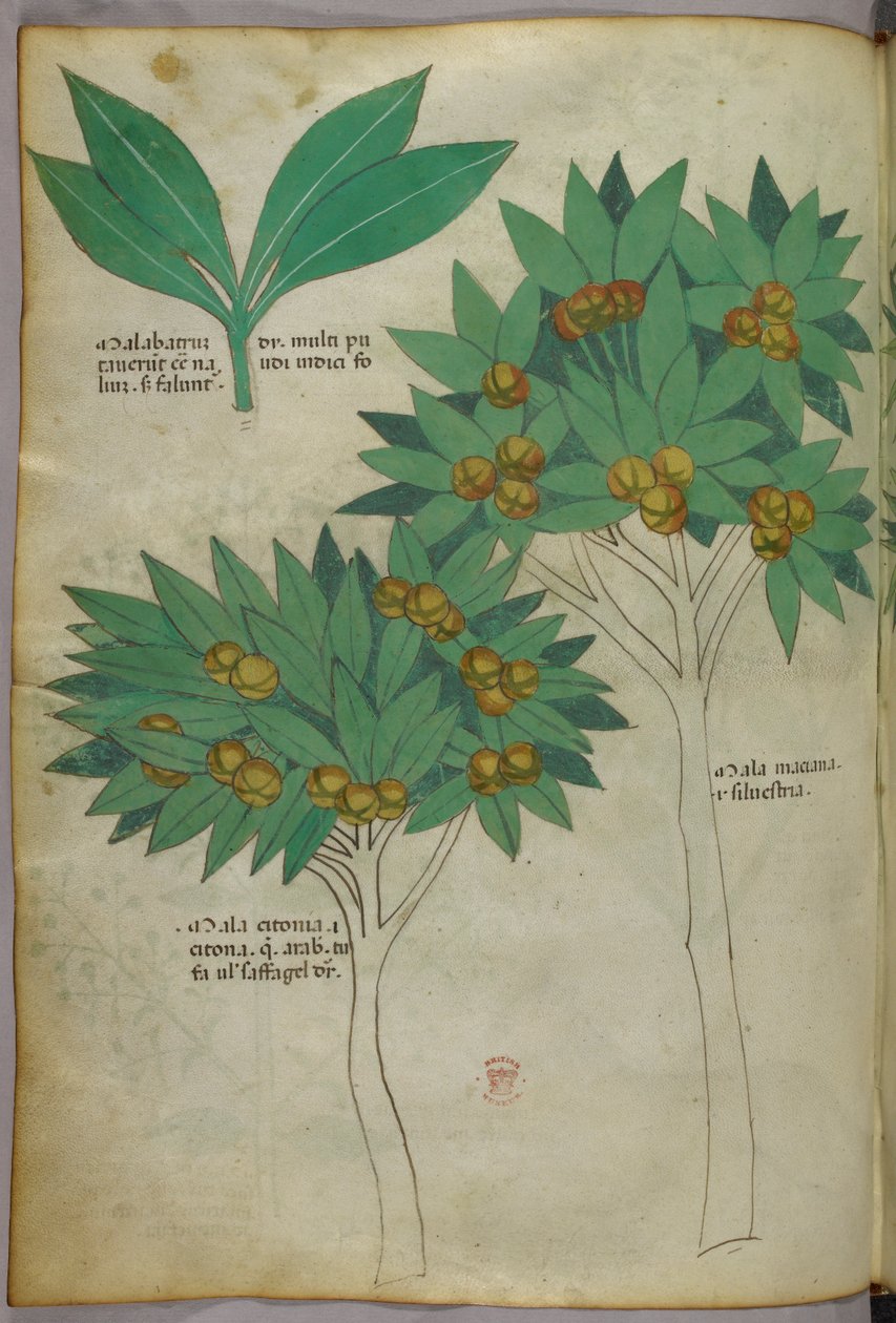 Botanische illustratie, ca. 1440 (inkt en kleur op perkament) door Italian School