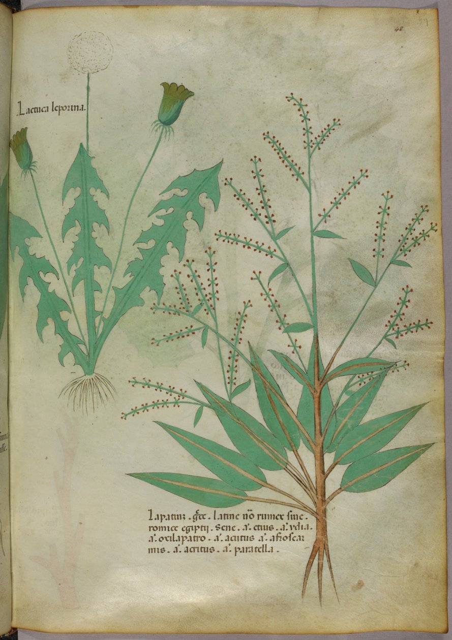 Botanische illustratie, ca. 1440 (inkt en kleur op perkament) door Italian School