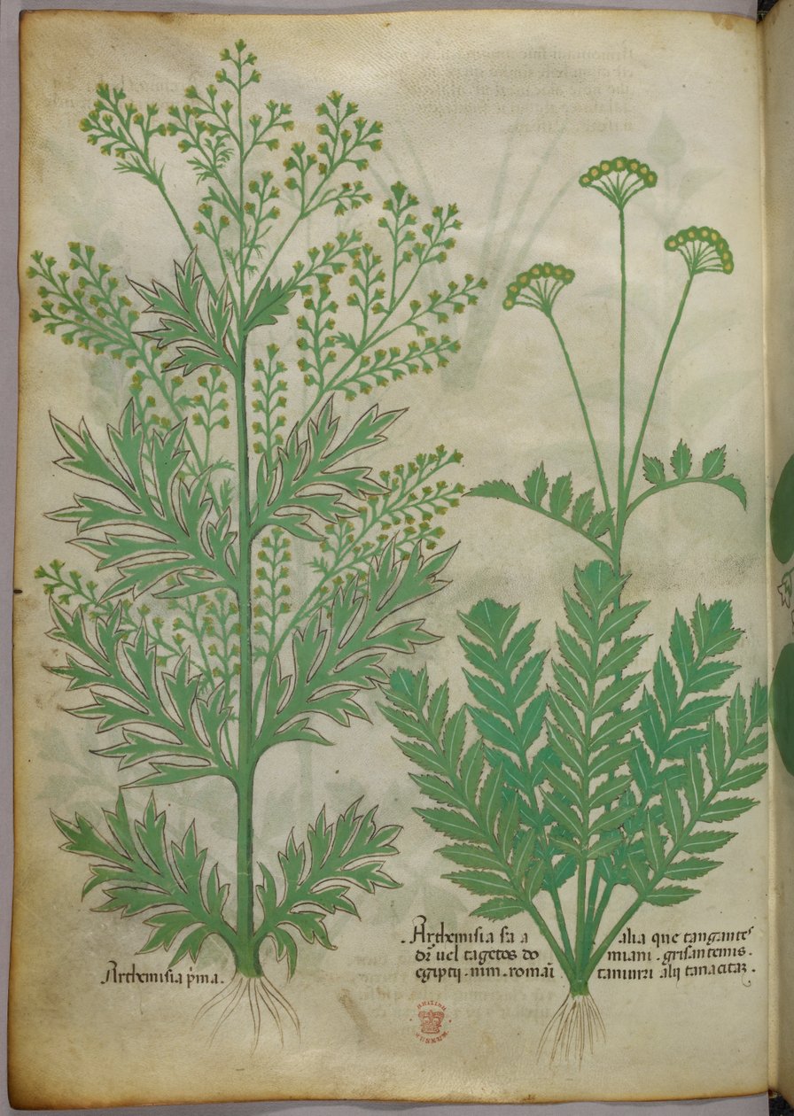 Botanische illustratie, ca. 1440 (inkt en kleur op perkament) door Italian School
