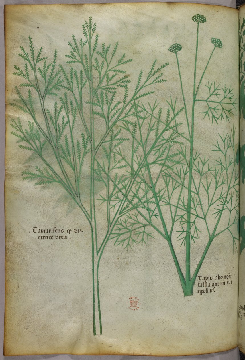 Botanische illustratie, ca. 1440 (inkt en kleur op perkament) door Italian School