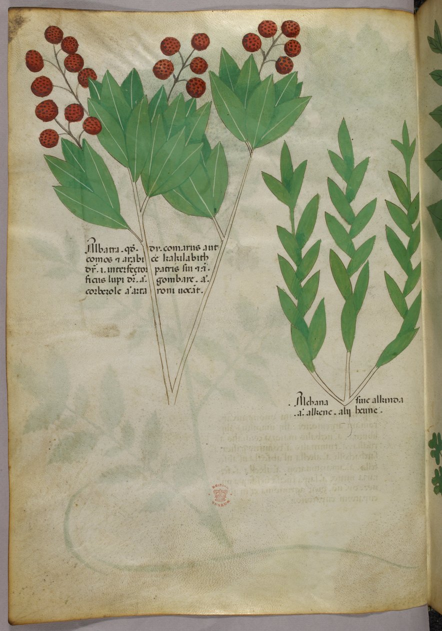 Botanische illustratie, ca. 1440 (inkt en kleur op perkament) door Italian School