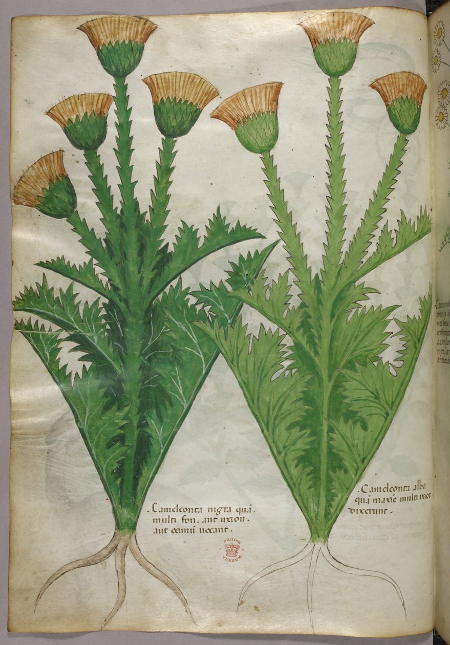 Botanische illustratie, ca. 1440 (inkt en kleur op perkament) door Italian School