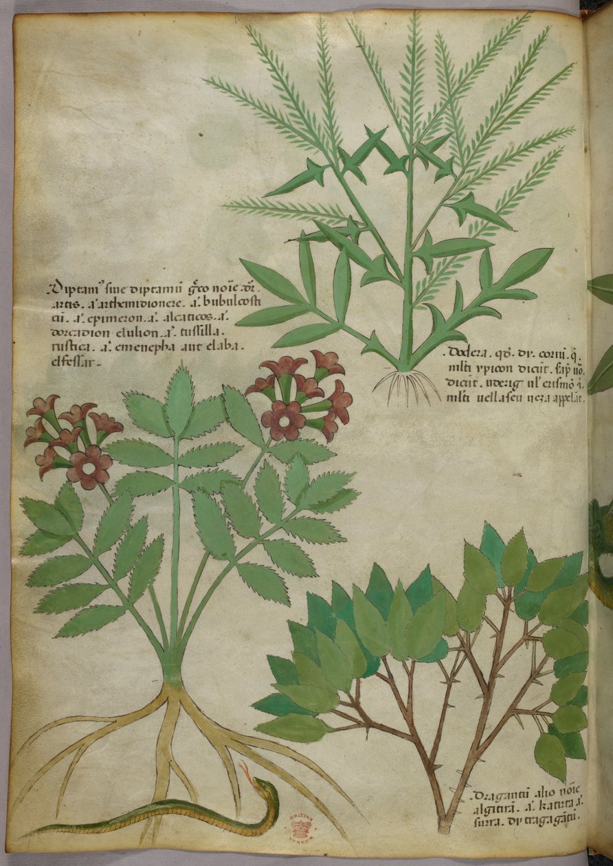 Botanische illustratie, ca. 1440 (inkt en kleur op perkament) door Italian School