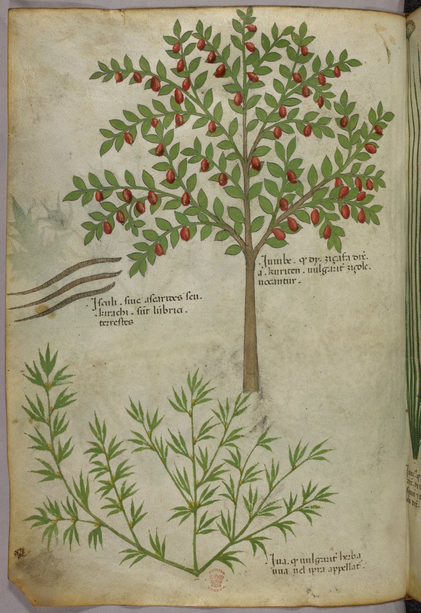 Botanische illustratie, ca. 1440 (inkt en kleur op perkament) door Italian School
