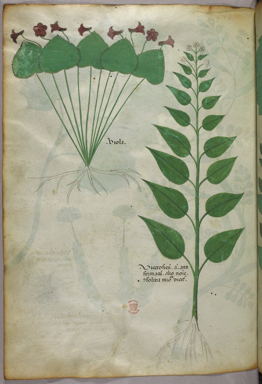 Botanische illustratie, ca. 1440 (inkt en kleur op perkament) door Italian School