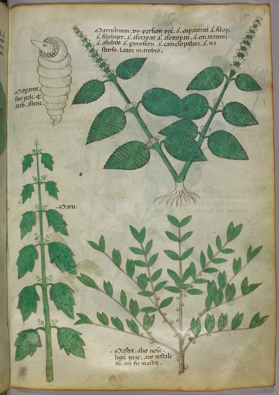Botanische illustratie, ca. 1440 (inkt en kleur op perkament) door Italian School