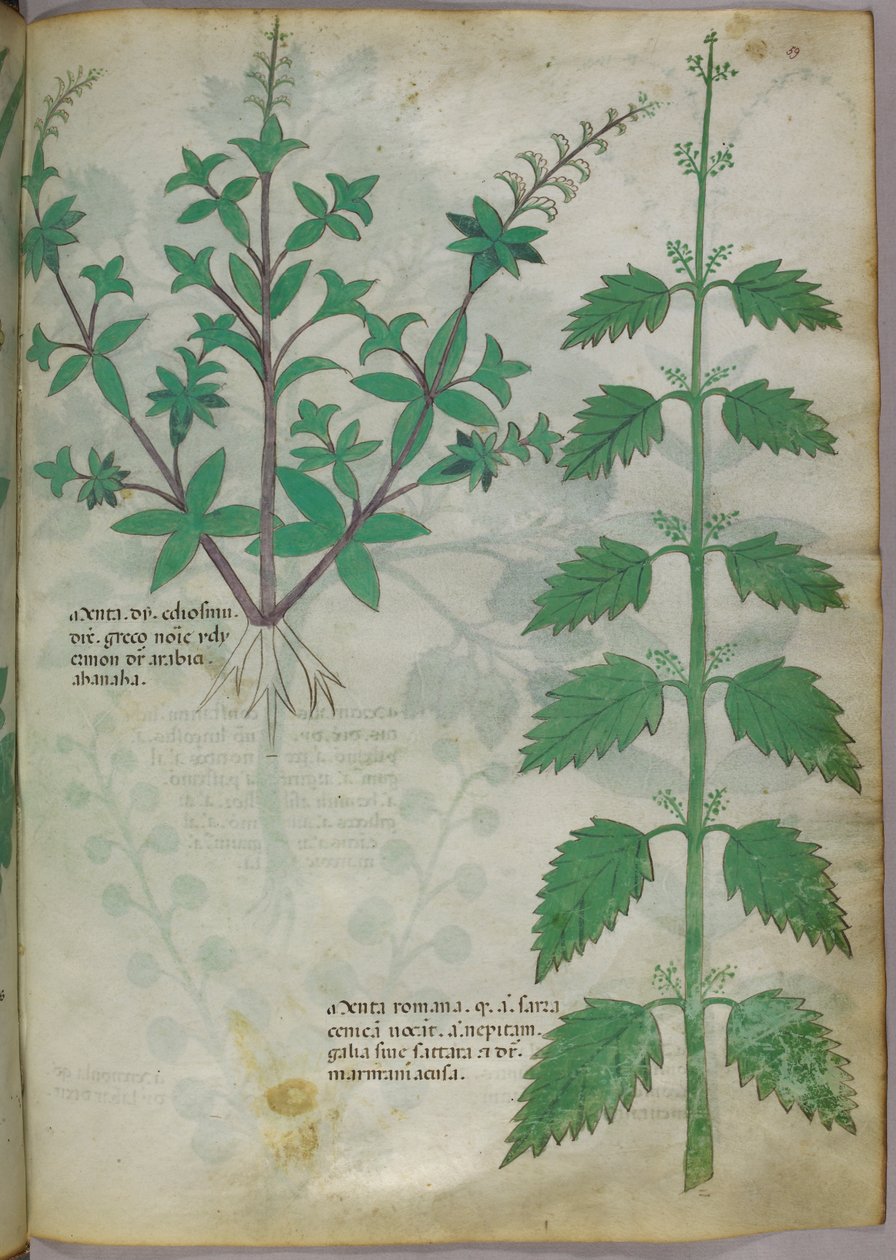 Botanische illustratie, ca. 1440 (inkt en kleur op perkament) door Italian School