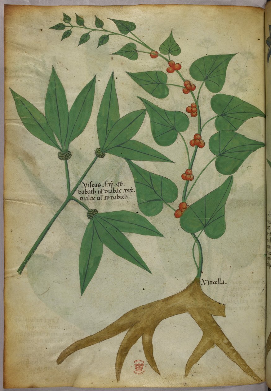 Botanische illustratie, ca. 1440 (inkt en kleur op perkament) door Italian School