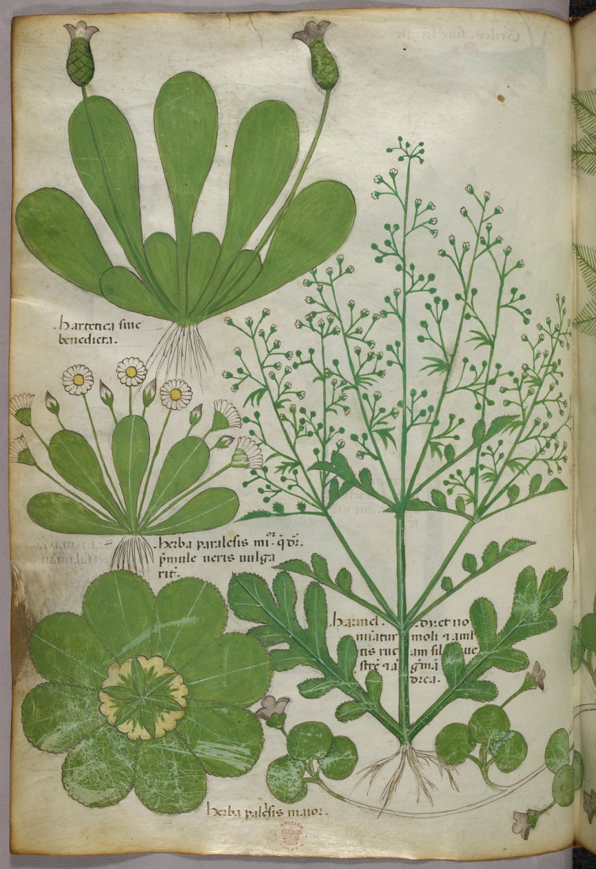 Botanische illustratie, ca. 1440 (inkt en kleur op perkament) door Italian School
