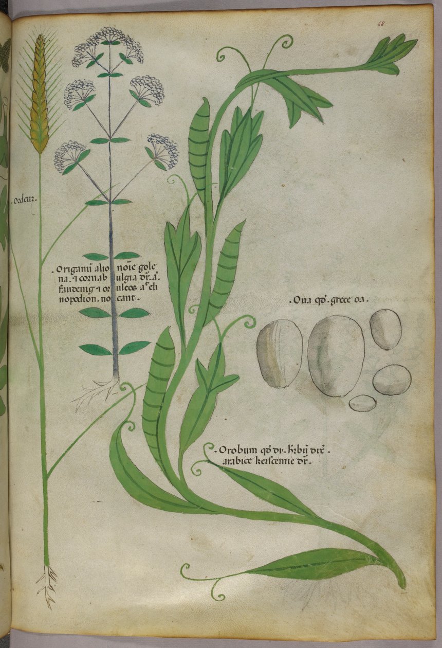 Botanische illustratie, ca. 1440 (inkt en kleur op perkament) door Italian School