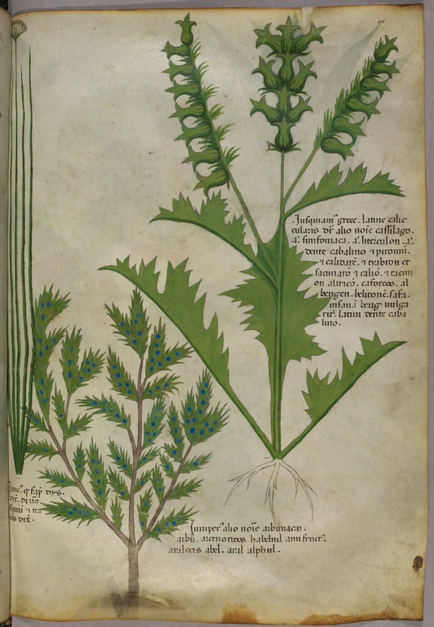 Botanische illustratie, ca. 1440 (inkt en kleur op perkament) door Italian School
