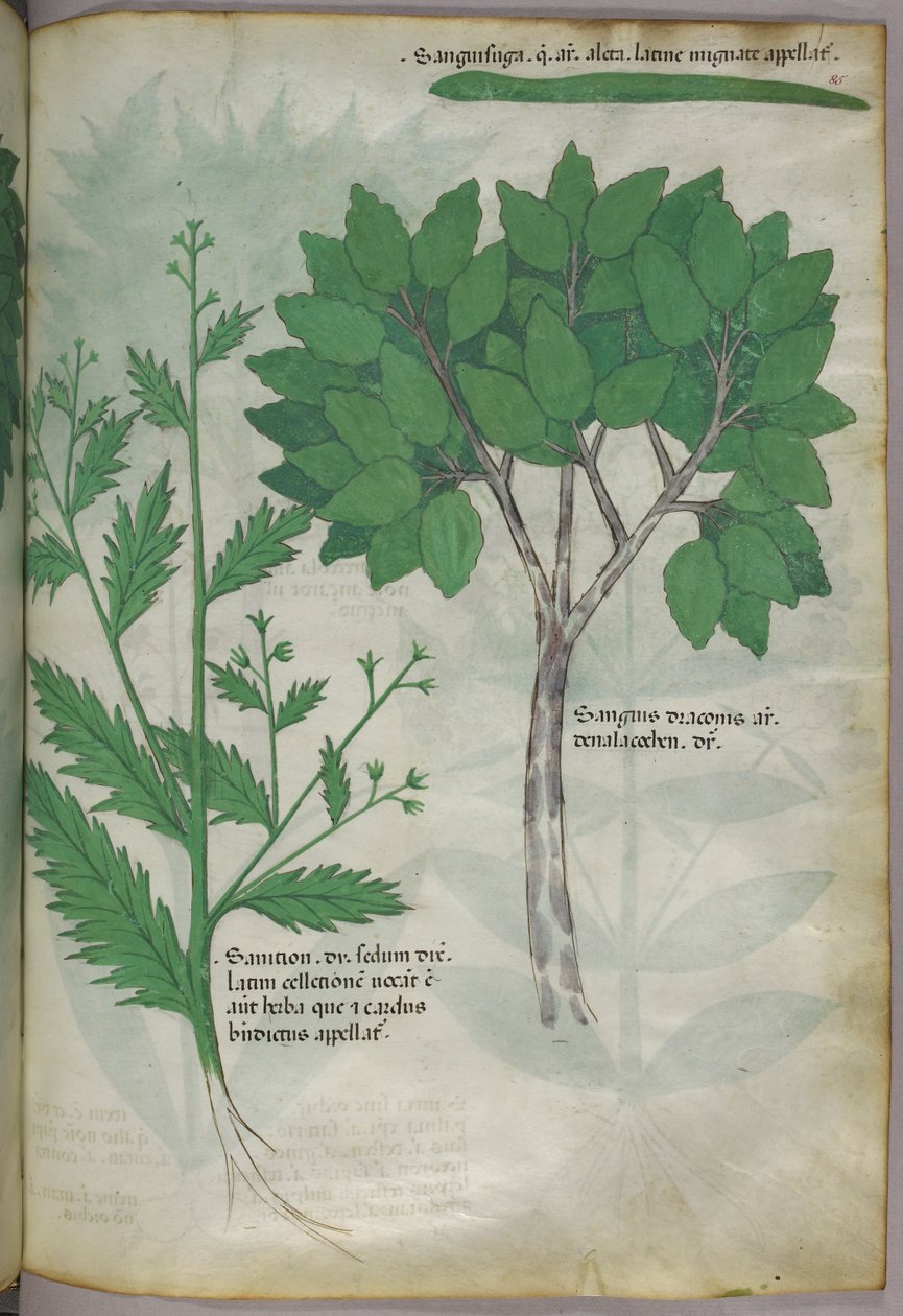 Botanische illustratie, ca. 1440 (inkt en kleur op perkament) door Italian School