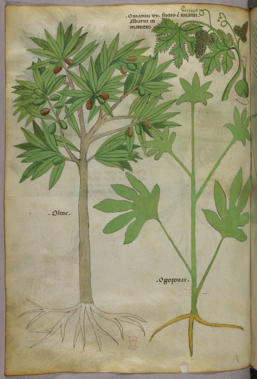 Botanische illustratie, ca. 1440 (inkt en kleur op perkament) door Italian School