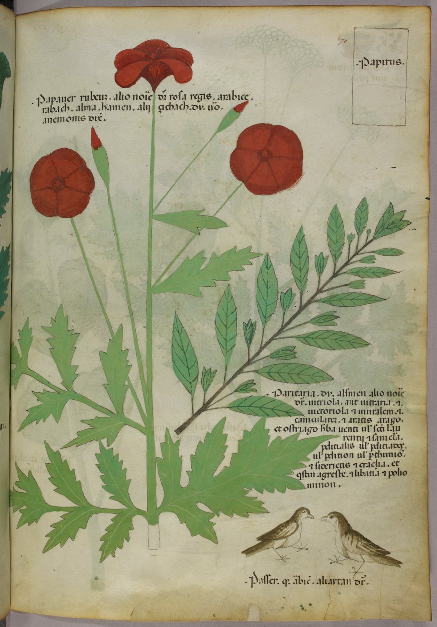 Botanische illustratie, ca. 1440 (inkt en kleur op perkament) door Italian School