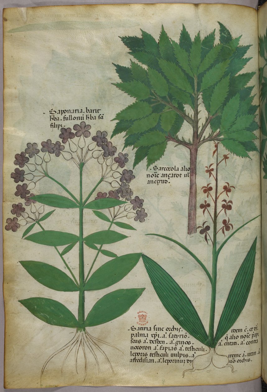 Botanische illustratie, ca. 1440 (inkt en kleur op perkament) door Italian School