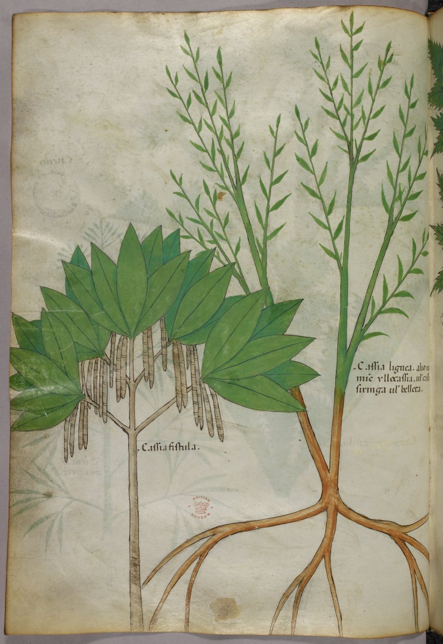 Botanische illustratie, ca. 1440 (inkt en kleur op perkament) door Italian School