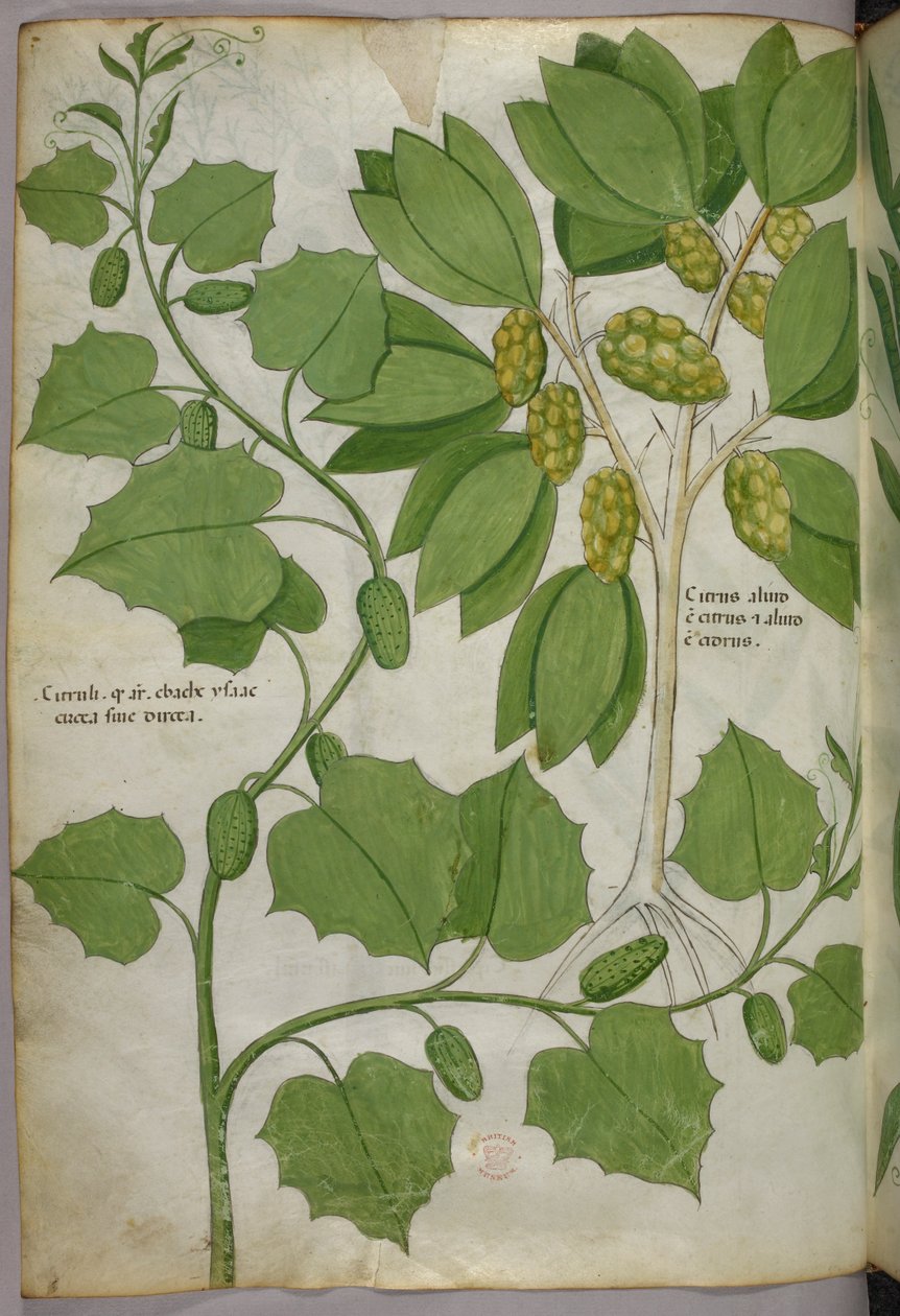 Botanische illustratie, ca. 1440 (inkt en kleur op perkament) door Italian School