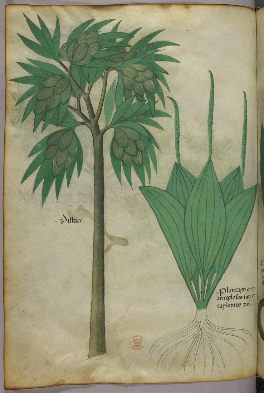 Botanische illustratie, ca. 1440 (inkt en kleur op perkament) door Italian School