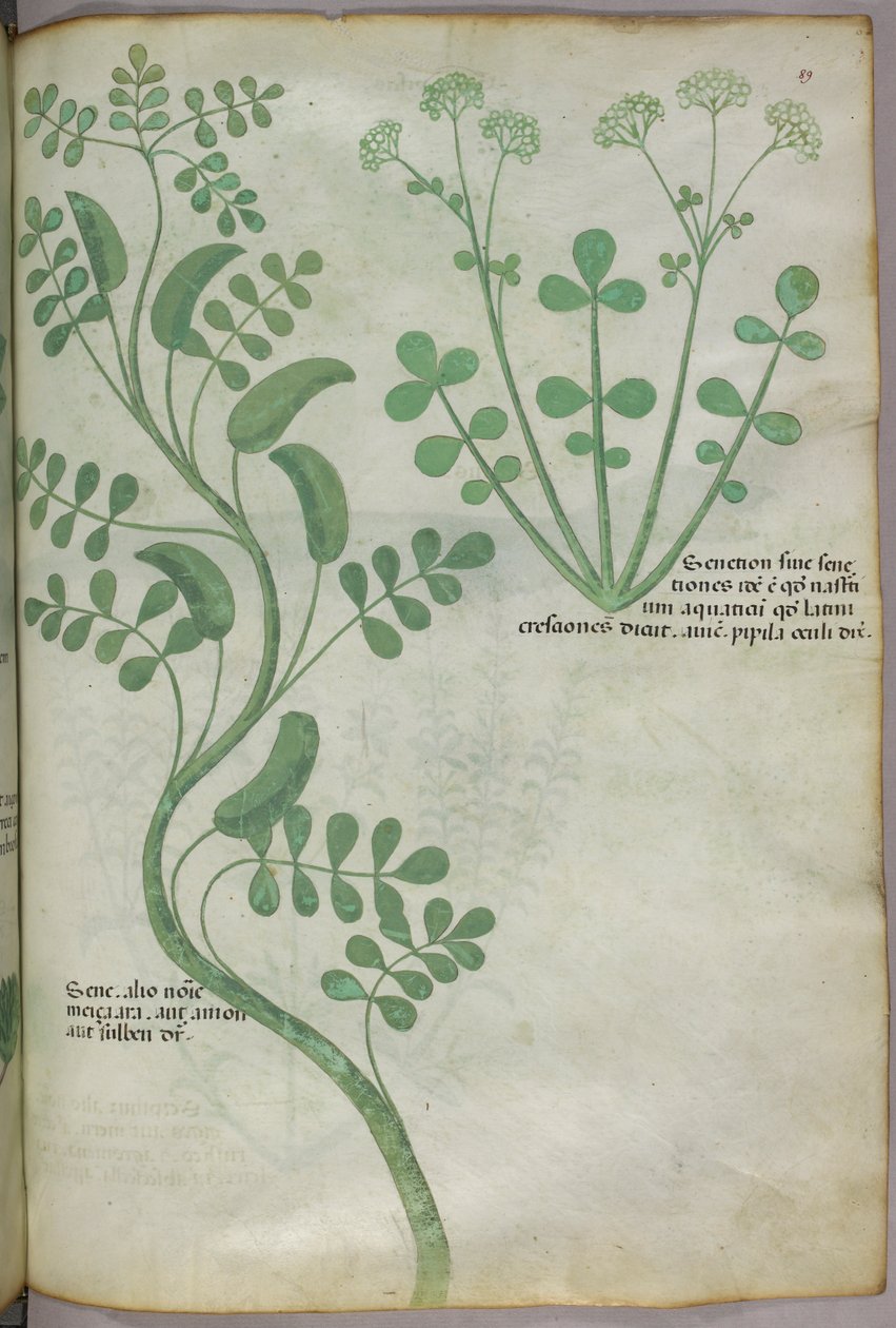 Botanische illustratie, ca. 1440 (inkt en kleur op perkament) door Italian School