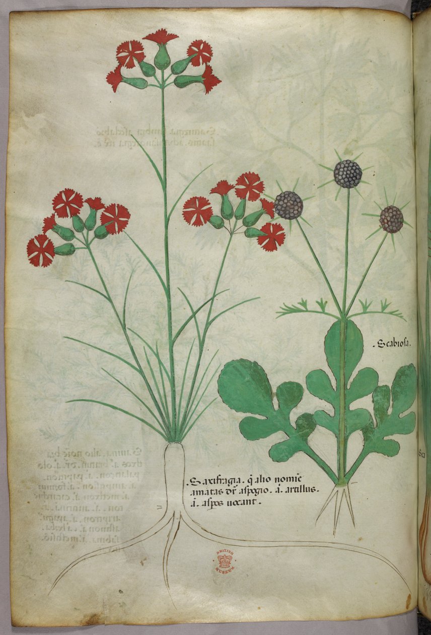 Botanische illustratie, ca. 1440 (inkt en kleur op perkament) door Italian School