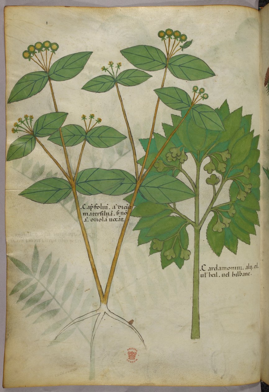 Botanische illustratie, ca. 1440 (inkt en kleur op perkament) door Italian School