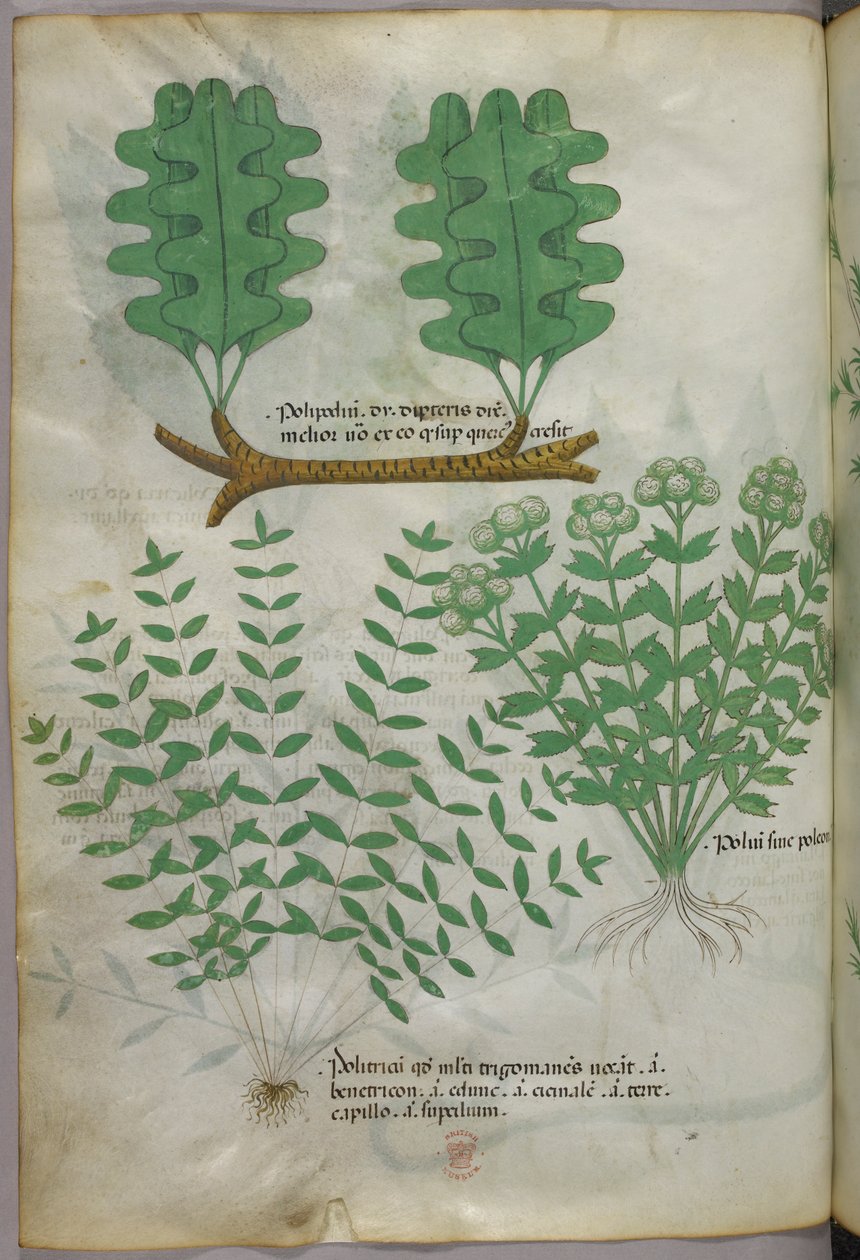 Botanische illustratie, ca. 1440 (inkt en kleur op perkament) door Italian School