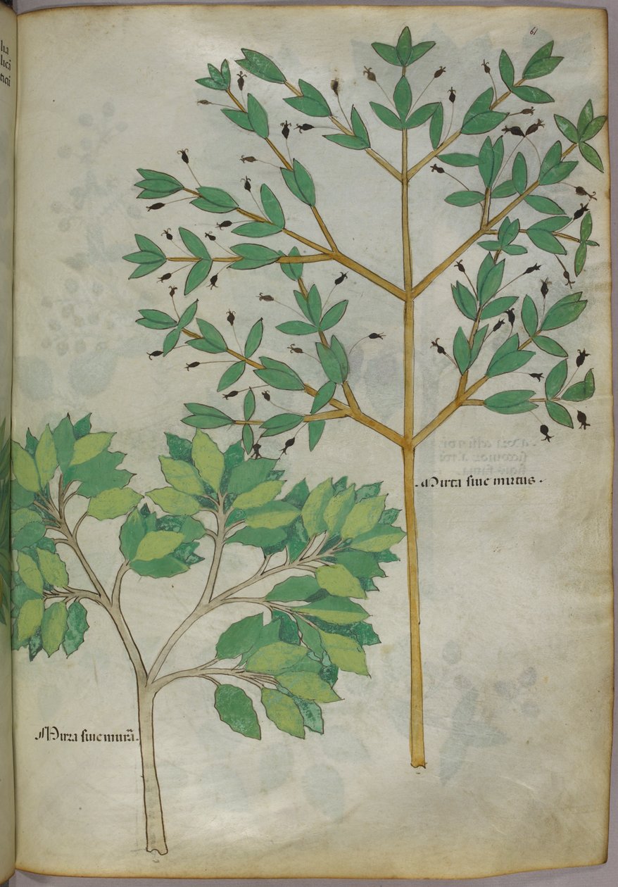 Botanische illustratie, ca. 1440 (inkt en kleur op perkament) door Italian School