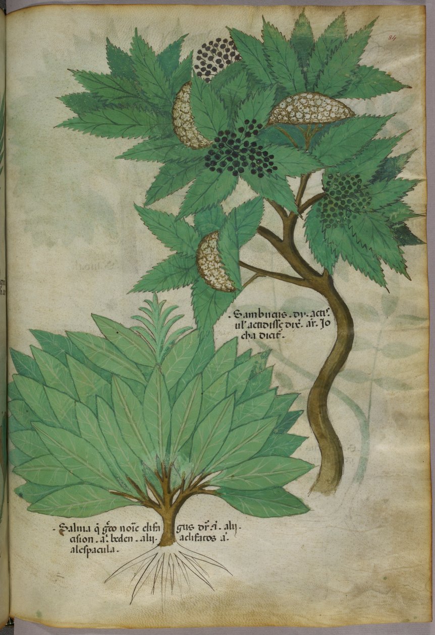 Botanische illustratie, ca. 1440 (inkt en kleur op perkament) door Italian School
