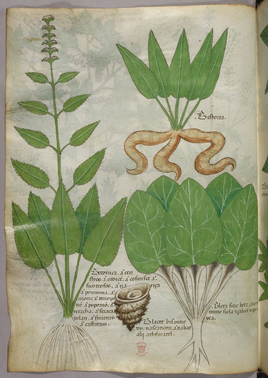 Botanische illustratie, ca. 1440 (inkt en kleur op perkament) door Italian School