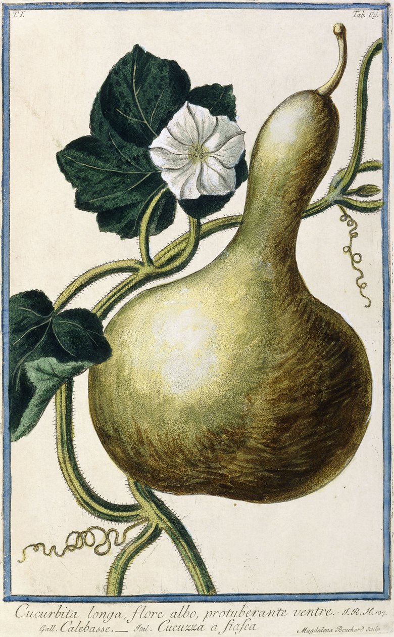 Kalebas, 1772-1784 door Italian School